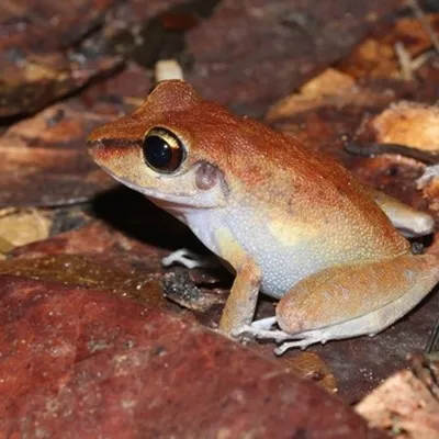 MateusVilela