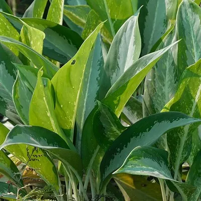 Casilda