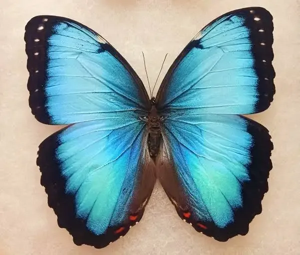 Morpho_peleides