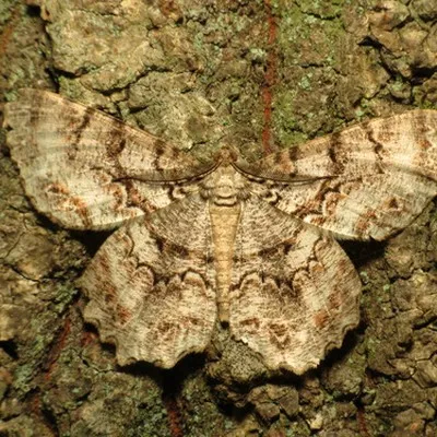 Vera
