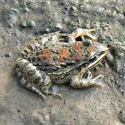 carteraLenta