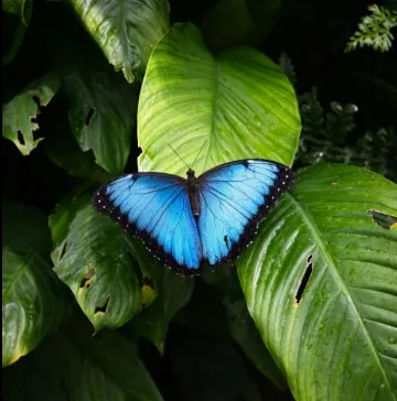 ecosdelcorazon