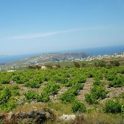 achicoria