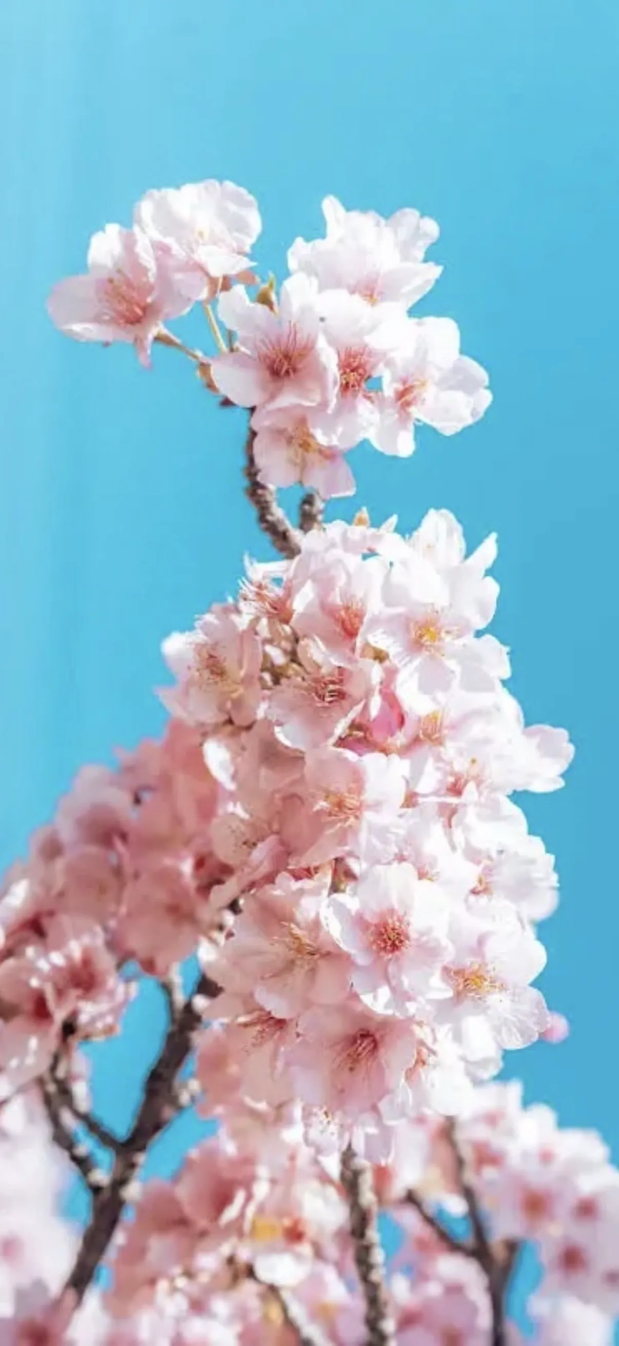 Sakura91