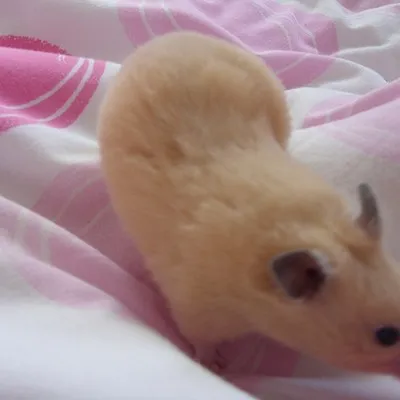chuchi