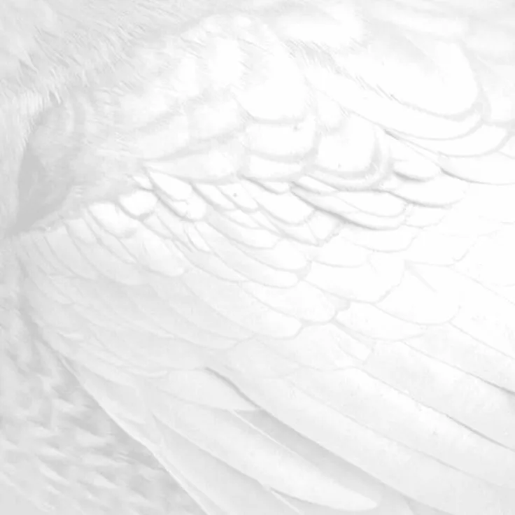 butterflywhitte