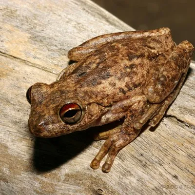 bolsaAtrasada