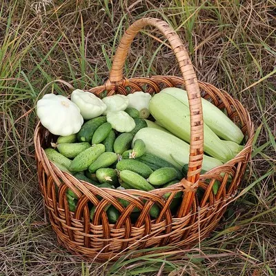 CACAUZINHA