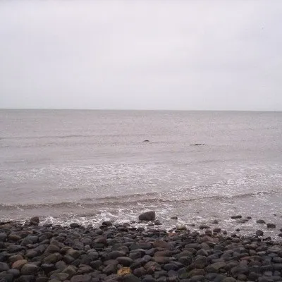 Cintia