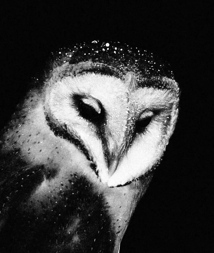sunzlz