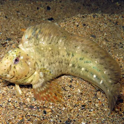 RenatoFagundes